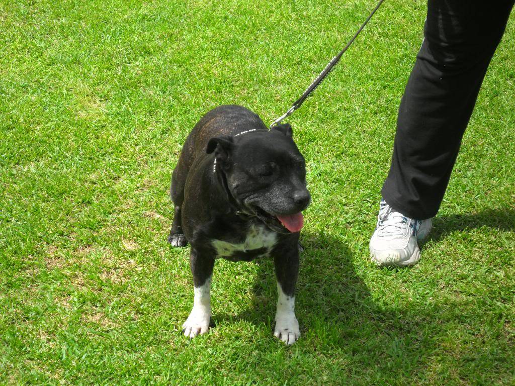 Perth Staffy Fun Day 017-8