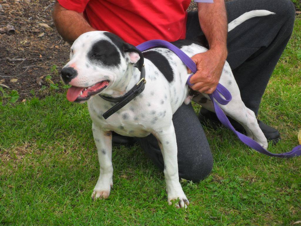 Perth Staffy Fun Day 037-3