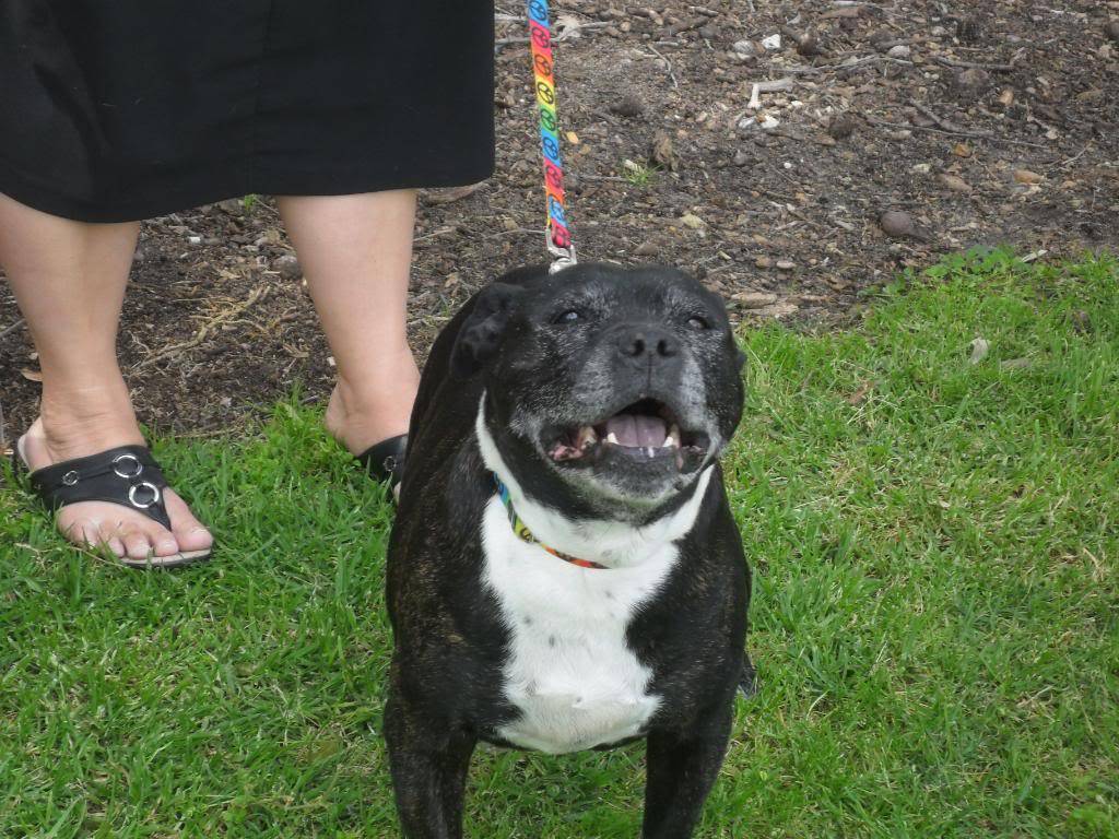 Perth Staffy Fun Day 038-3