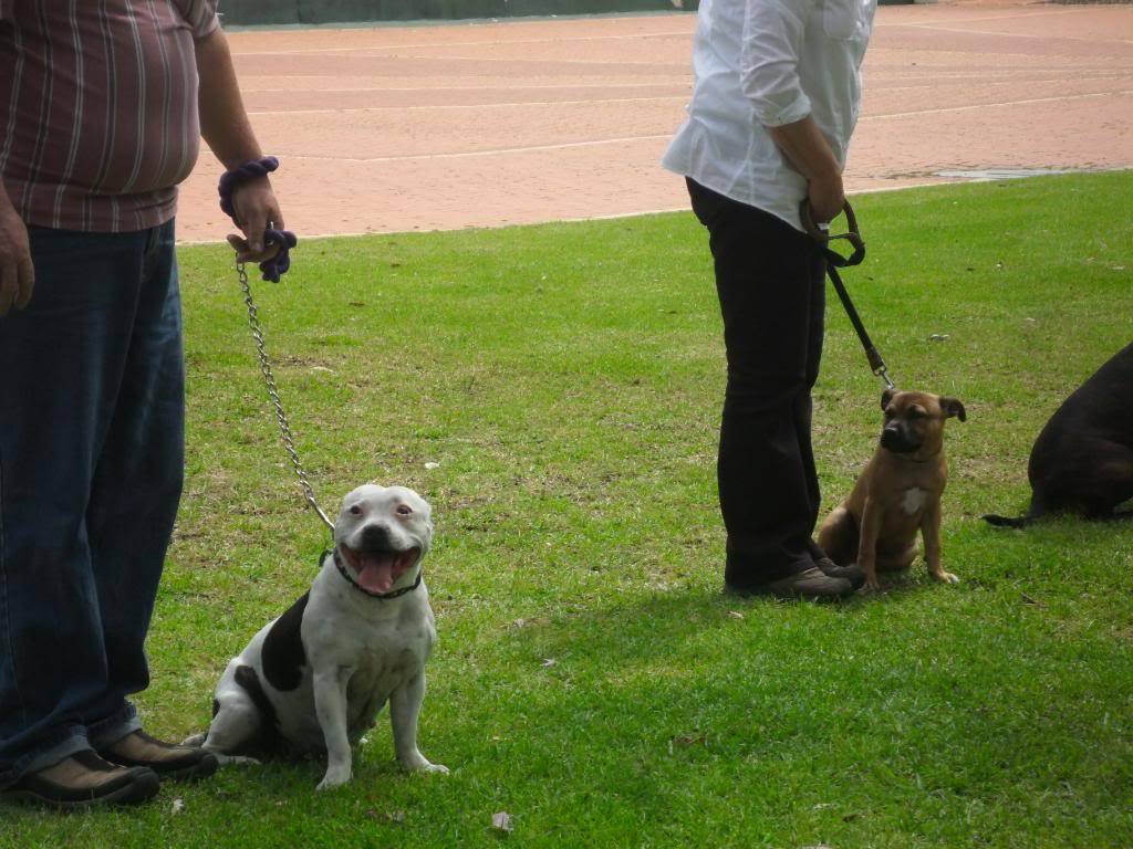 Perth Staffy Fun Day 043-5