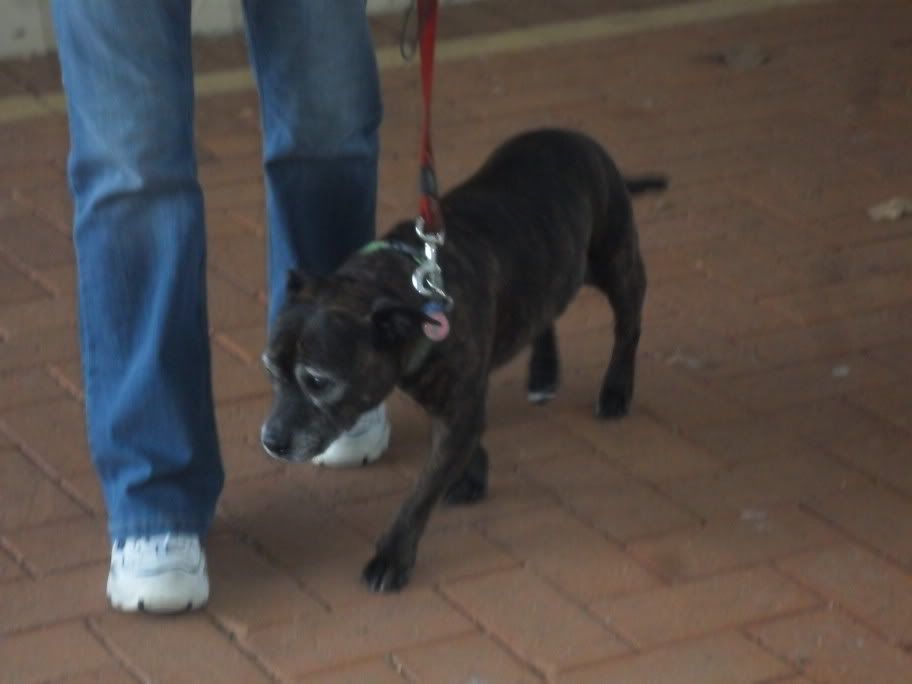 staffy fun day 043X