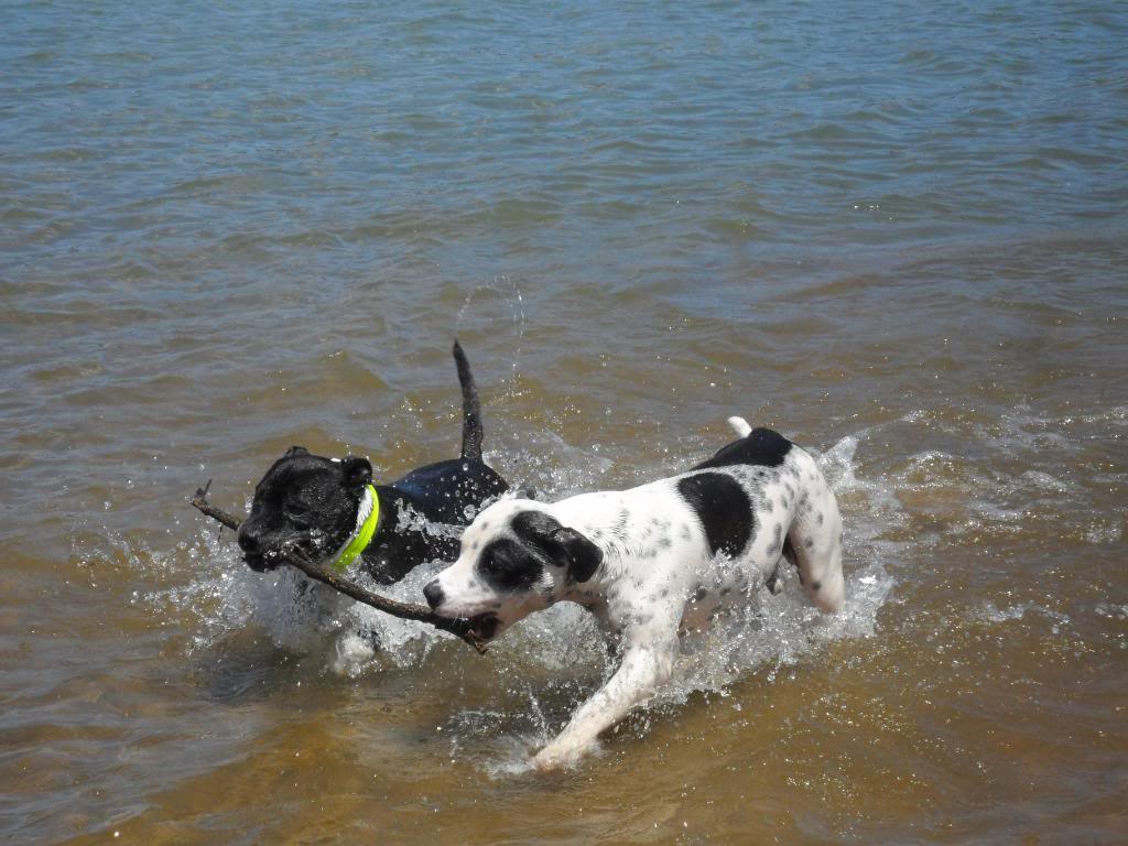 Jethro and Winston's day out at the dam (heaps!! ) 045-8