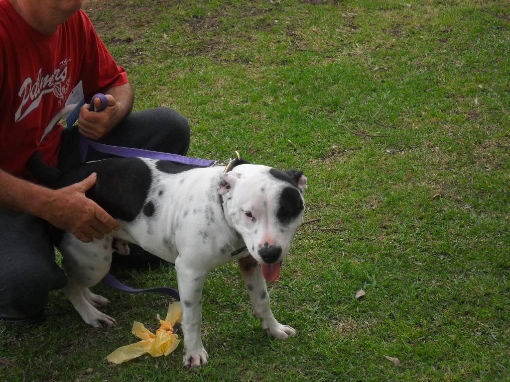 Perth Staffy Fun Day 046-3