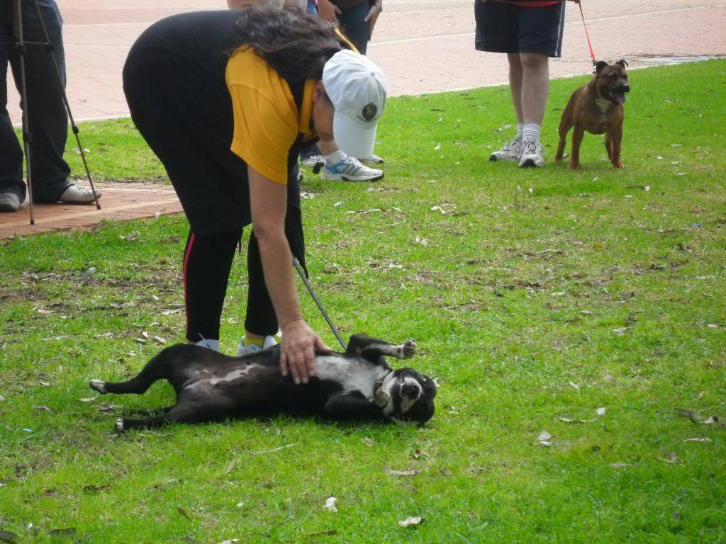 staffy fun day ( other doggies there on the day ) 047-2