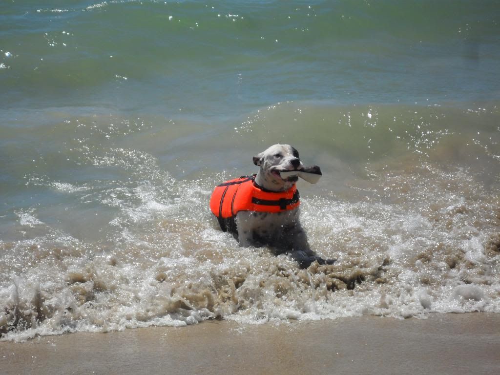 ..just another day at the dog beach.. 053-4