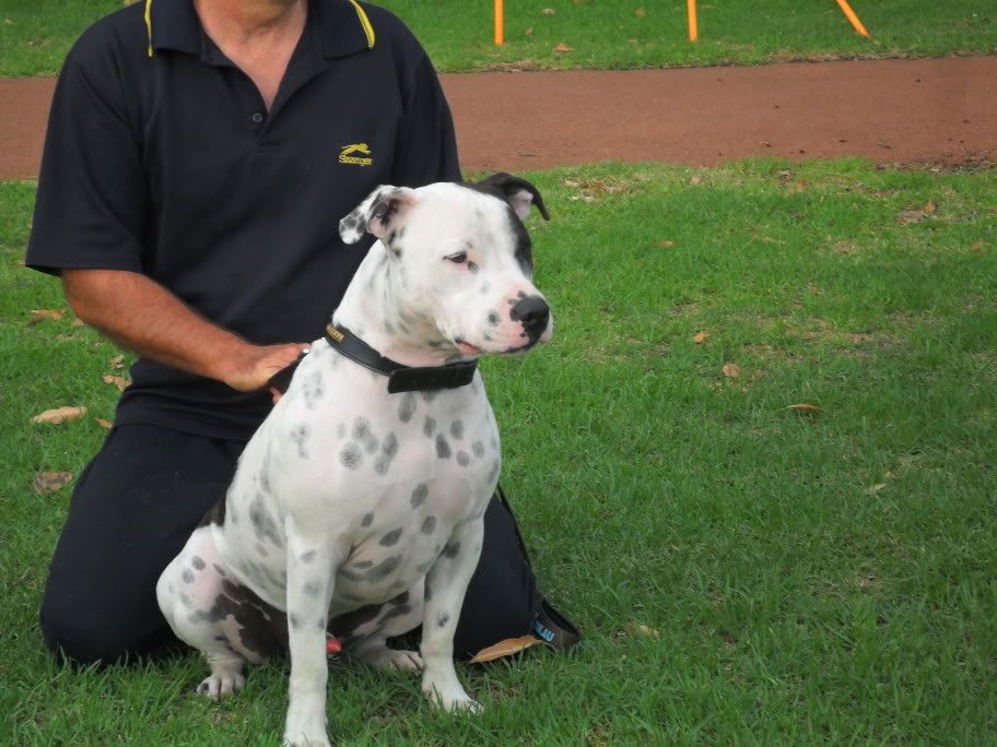 staffy fun day 054X