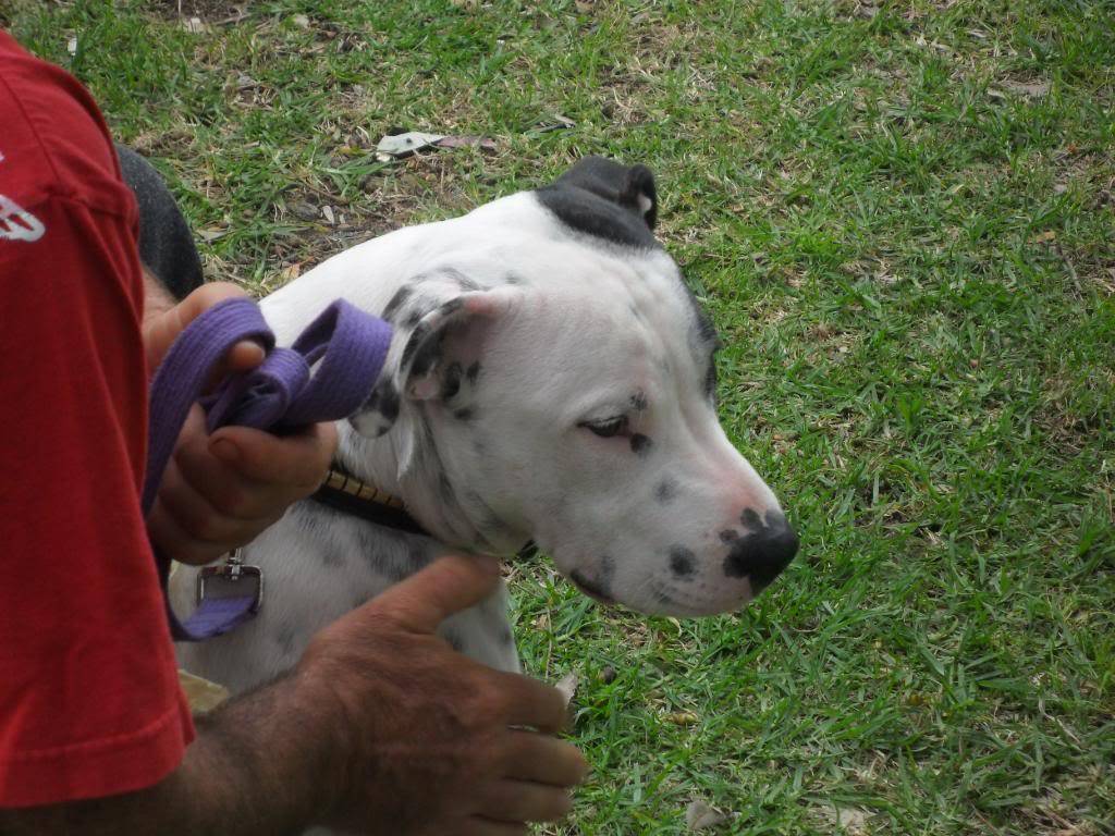 Perth Staffy Fun Day 055-1