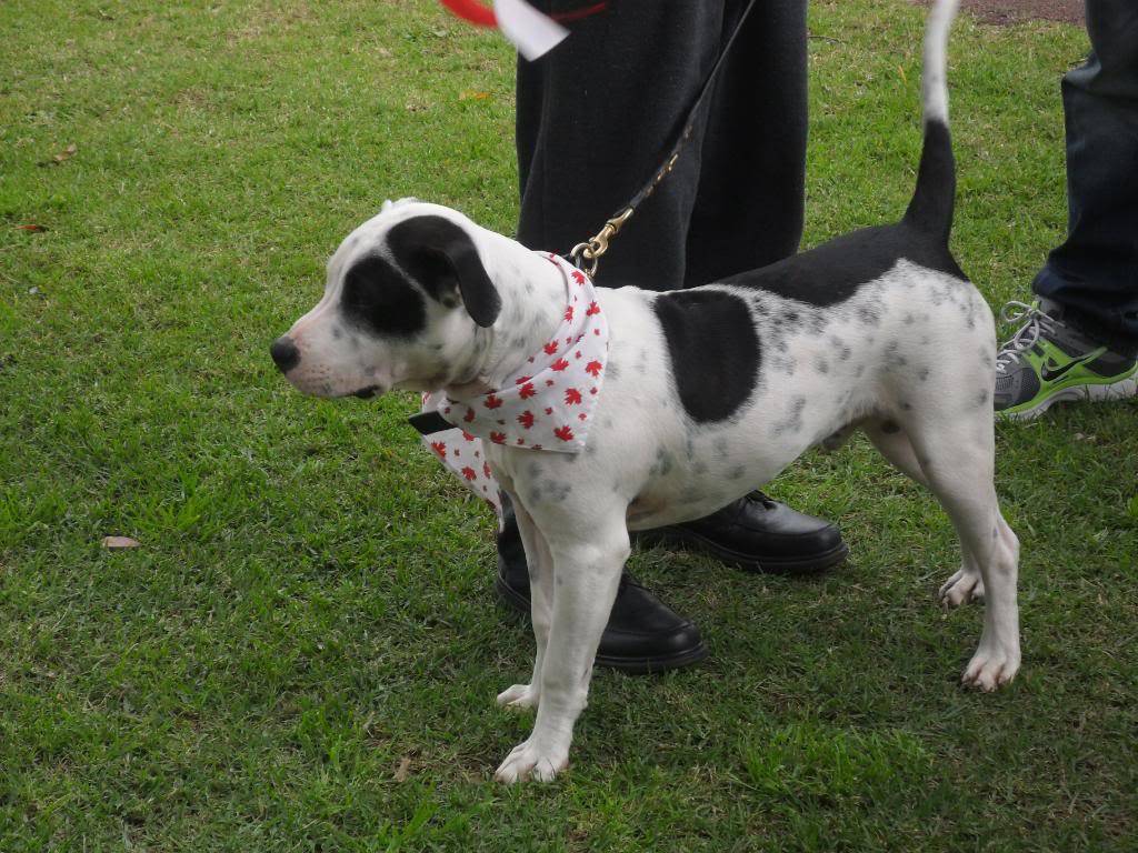 Perth Staffy Fun Day 071