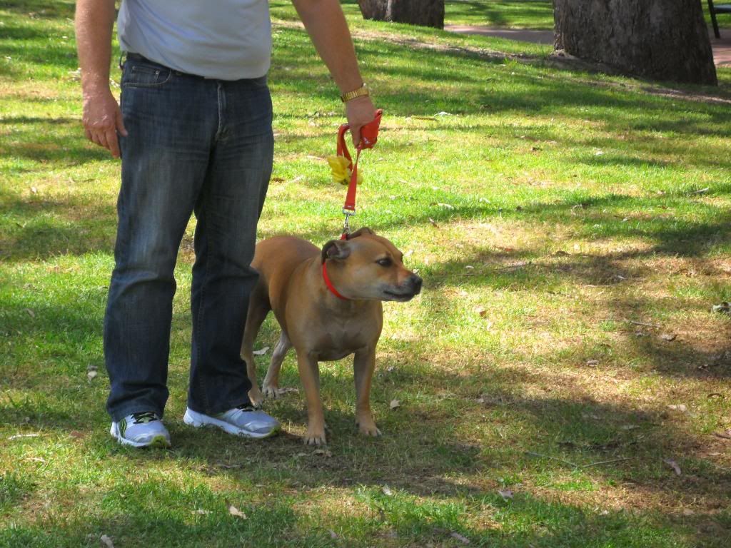 other doggies at the staffy fun day.. 096