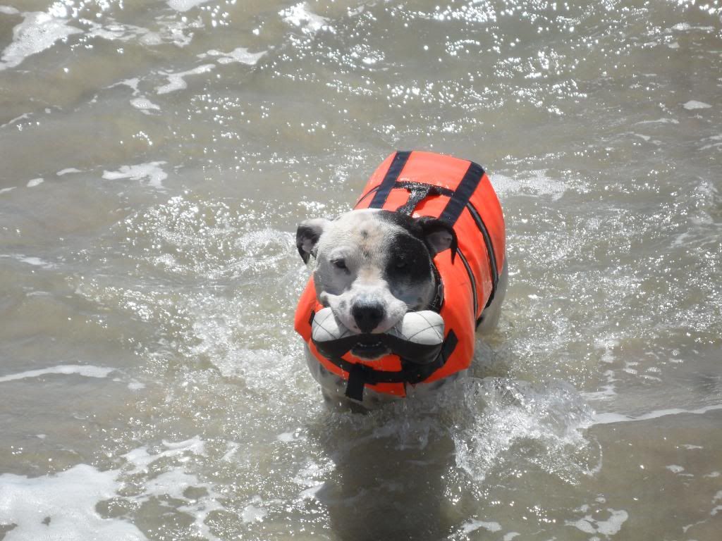 ..just another day at the dog beach.. 139