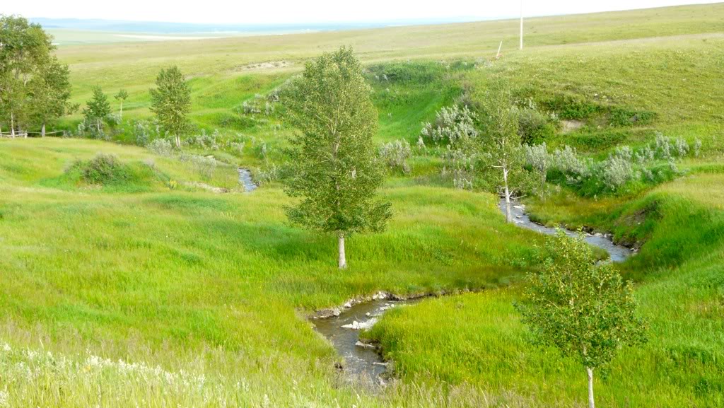 Prairie Ride, Alberta 2d0a0206