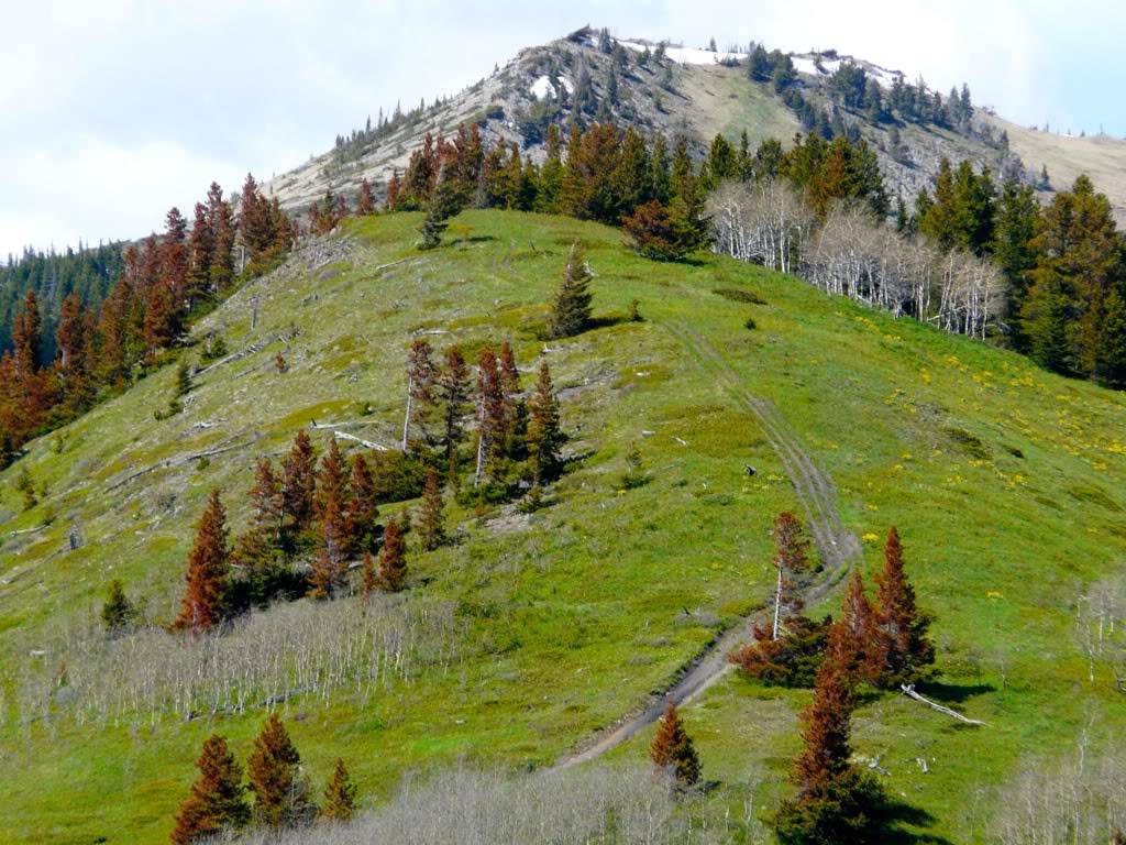 Crowsnest Pass Trail Ride 303d6b99