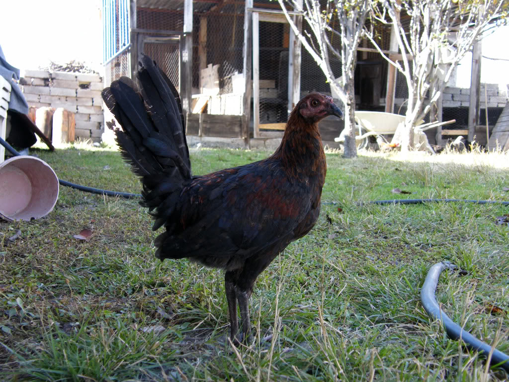 fotos de mis gallos - Página 2 CriaBRed4meses