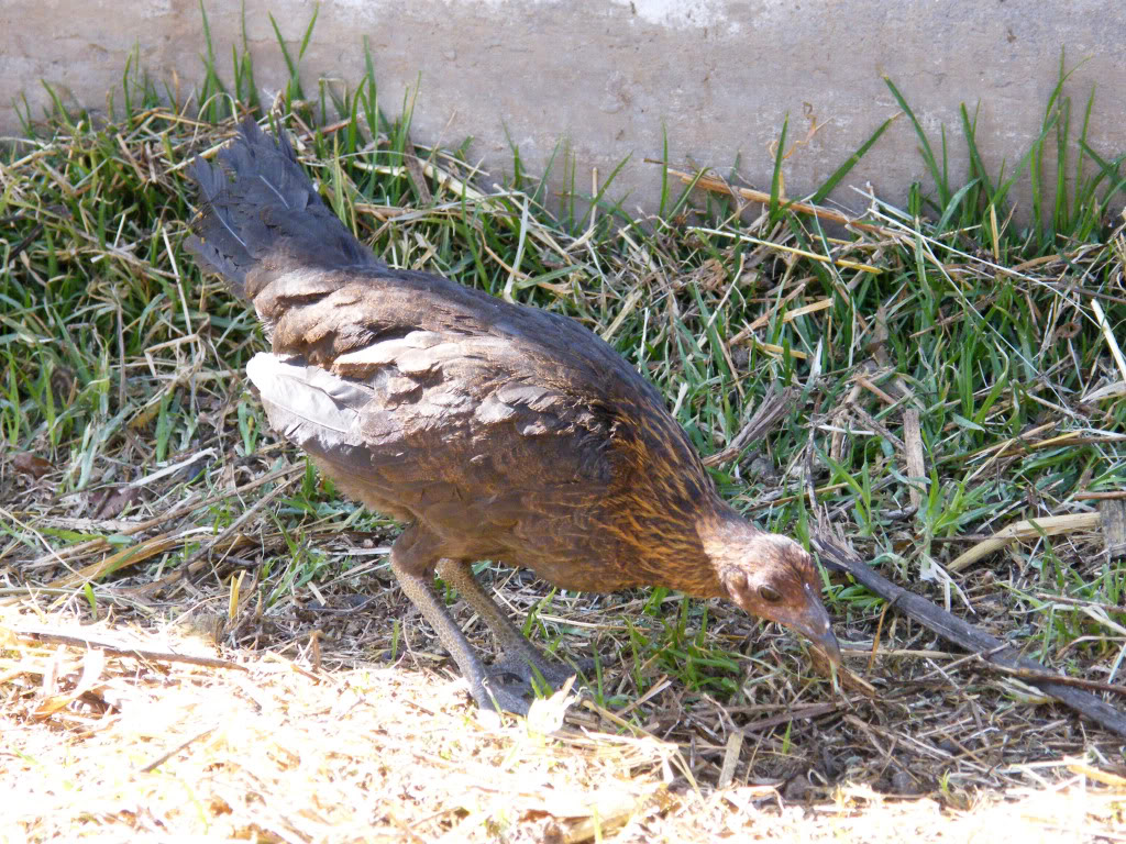 fotos de mis gallos - Página 2 CriaBRed4meses2