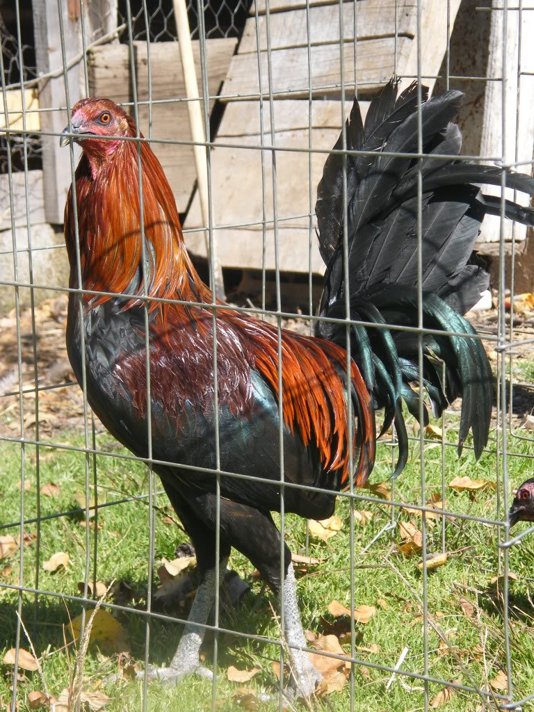 fotos de mis gallos - Página 2 PiedecriaBRed