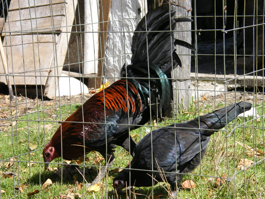 fotos de mis gallos - Página 2 PiedecriaBRedygallina-1