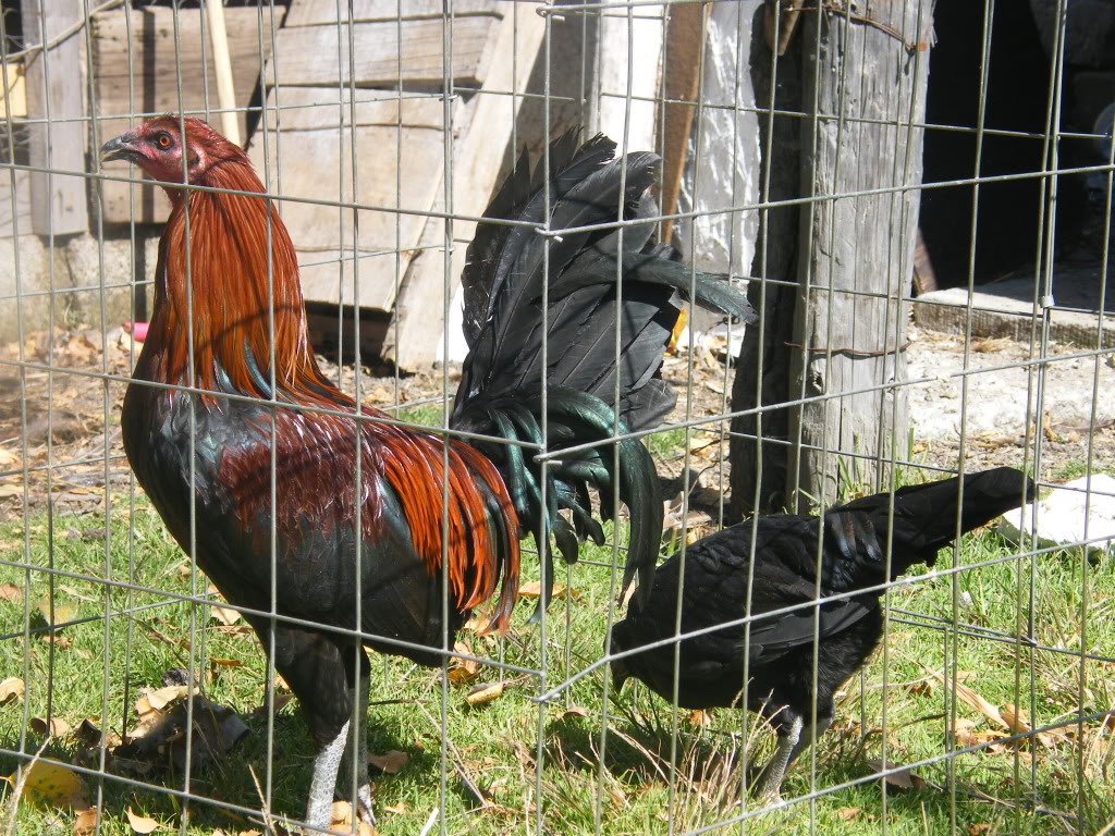 fotos de mis gallos - Página 2 PiedecriaBRedygallina