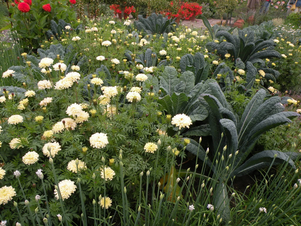 Voorbeelden van een ''mooie moestuin'' Zomer2010014