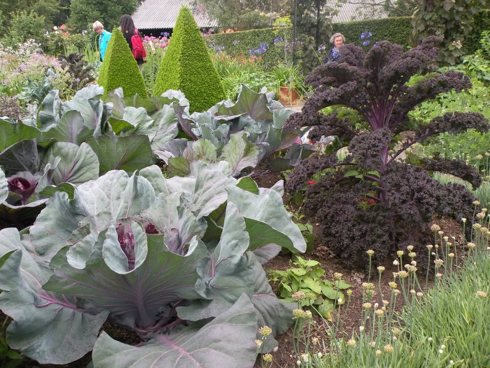 Voorbeelden van een ''mooie moestuin'' Zomer2010021