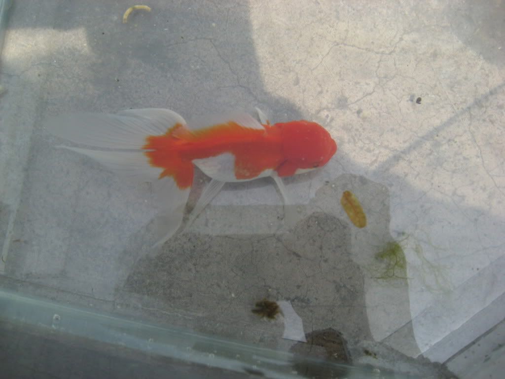 mi  goldfish  IMG_2138