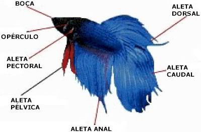 anatomia y fisiologia del betta splendens Partesdelafisionomiadelbetta