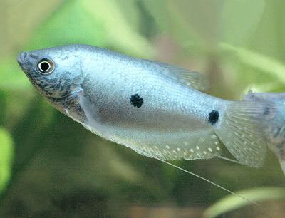 variedades gouramis /razas laberintidos/ JUAN LUIS 2_spot_gourami