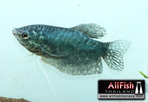 variedades gouramis /razas laberintidos/ JUAN LUIS BlueGourami