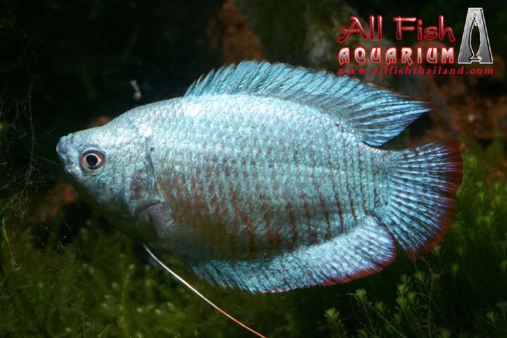 variedades gouramis /razas laberintidos/ JUAN LUIS BlueNeonDwarfGourami