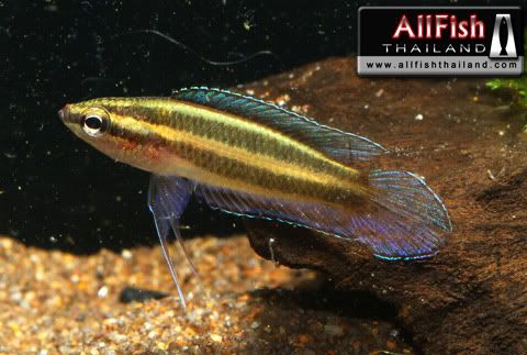 variedades gouramis /razas laberintidos/ JUAN LUIS BlueParosphromenus