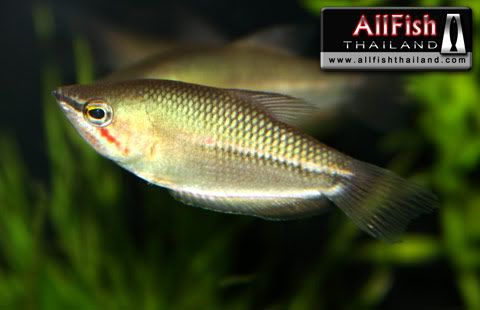 variedades gouramis /razas laberintidos/ JUAN LUIS ChocolateBlackTailed