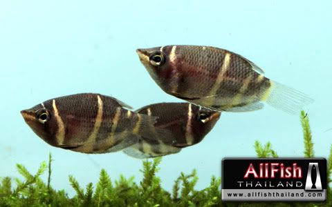 variedades gouramis /razas laberintidos/ JUAN LUIS ChocolateGourami