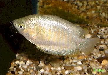 variedades gouramis /razas laberintidos/ JUAN LUIS Colisa_lalia_female