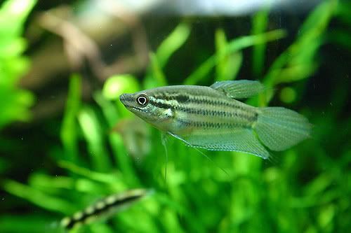 variedades gouramis /razas laberintidos/ JUAN LUIS Croaking_Gourami