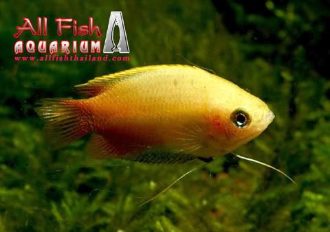 variedades gouramis /razas laberintidos/ JUAN LUIS GoldenHoneyGourami-1