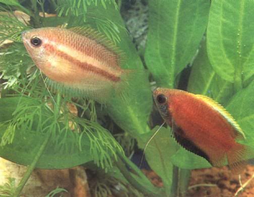 variedades gouramis /razas laberintidos/ JUAN LUIS Honey_Gourami