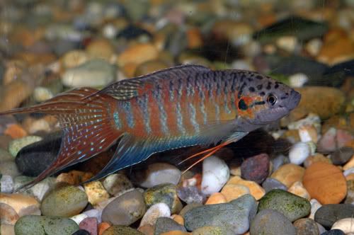 variedades gouramis /razas laberintidos/ JUAN LUIS Paradise_Fish