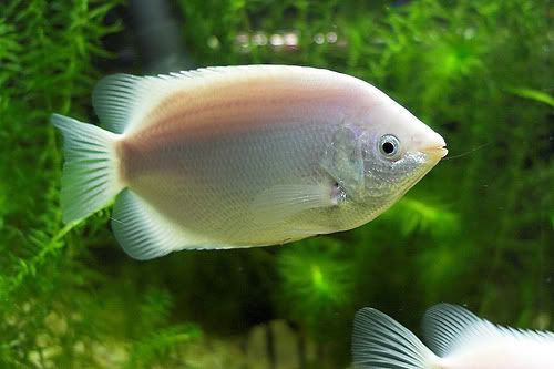 variedades gouramis /razas laberintidos/ JUAN LUIS Pink_kissing_gourami