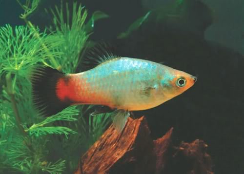 variedades platys  / juan luis RainbowPlaty-1