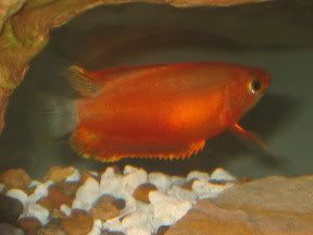 variedades gouramis /razas laberintidos/ JUAN LUIS Red_honey_gourami1