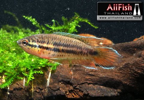 variedades gouramis /razas laberintidos/ JUAN LUIS SpiketailParadiseFish