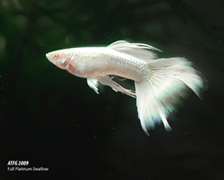 variedades guppys SuperFullWhitePlatinumSwallow