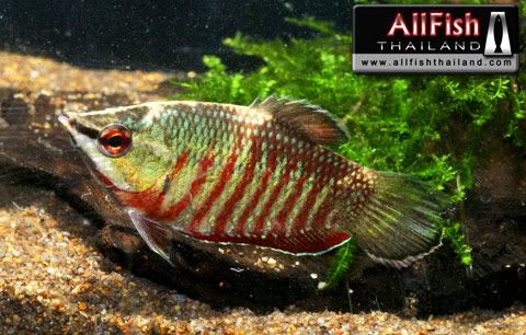 variedades gouramis /razas laberintidos/ JUAN LUIS Vaillantschocolategourami