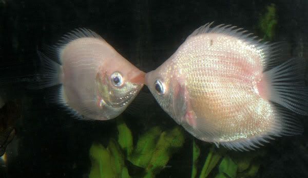 variedades gouramis /razas laberintidos/ JUAN LUIS Balloon_kissing