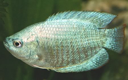 variedades gouramis /razas laberintidos/ JUAN LUIS Emerald_gourami