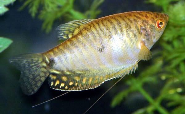 variedades gouramis /razas laberintidos/ JUAN LUIS Gold-gourami