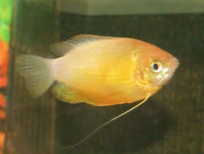 variedades gouramis /razas laberintidos/ JUAN LUIS GoldenHoneyGourami