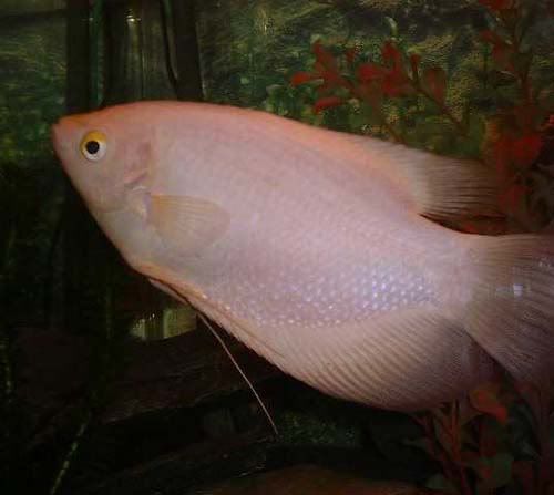 variedades gouramis /razas laberintidos/ JUAN LUIS Golden_giant_gourami