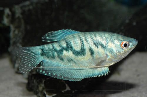 variedades gouramis /razas laberintidos/ JUAN LUIS Opaline_gourami