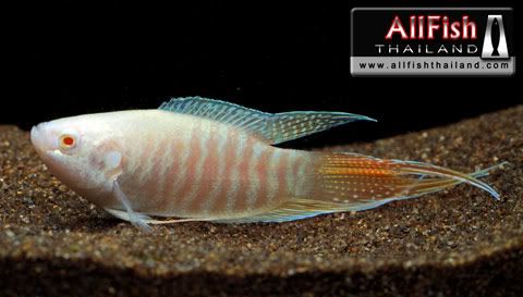 variedades gouramis /razas laberintidos/ JUAN LUIS ParadisefishAlbino