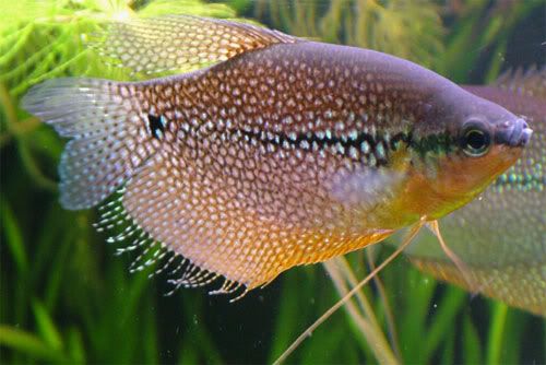 variedades gouramis /razas laberintidos/ JUAN LUIS Pearl-gpurami